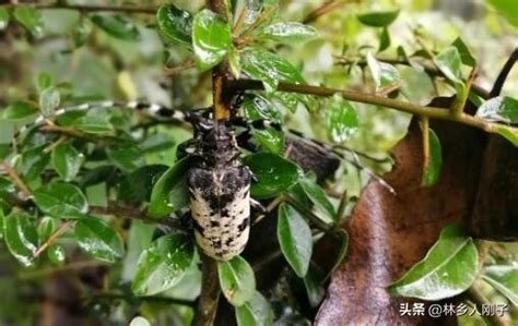 家裡出現天牛代表什麼|動物進家門有什麼樣的預示，這5種動物進門會好運不斷